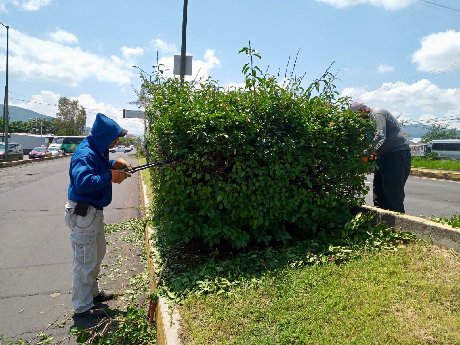 arbolesjuarez