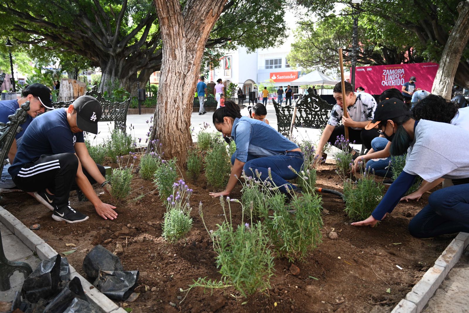 reforesplaza