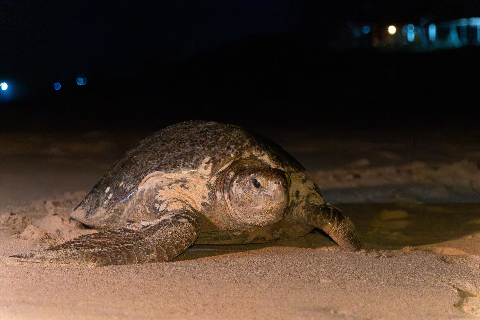 camptortu2