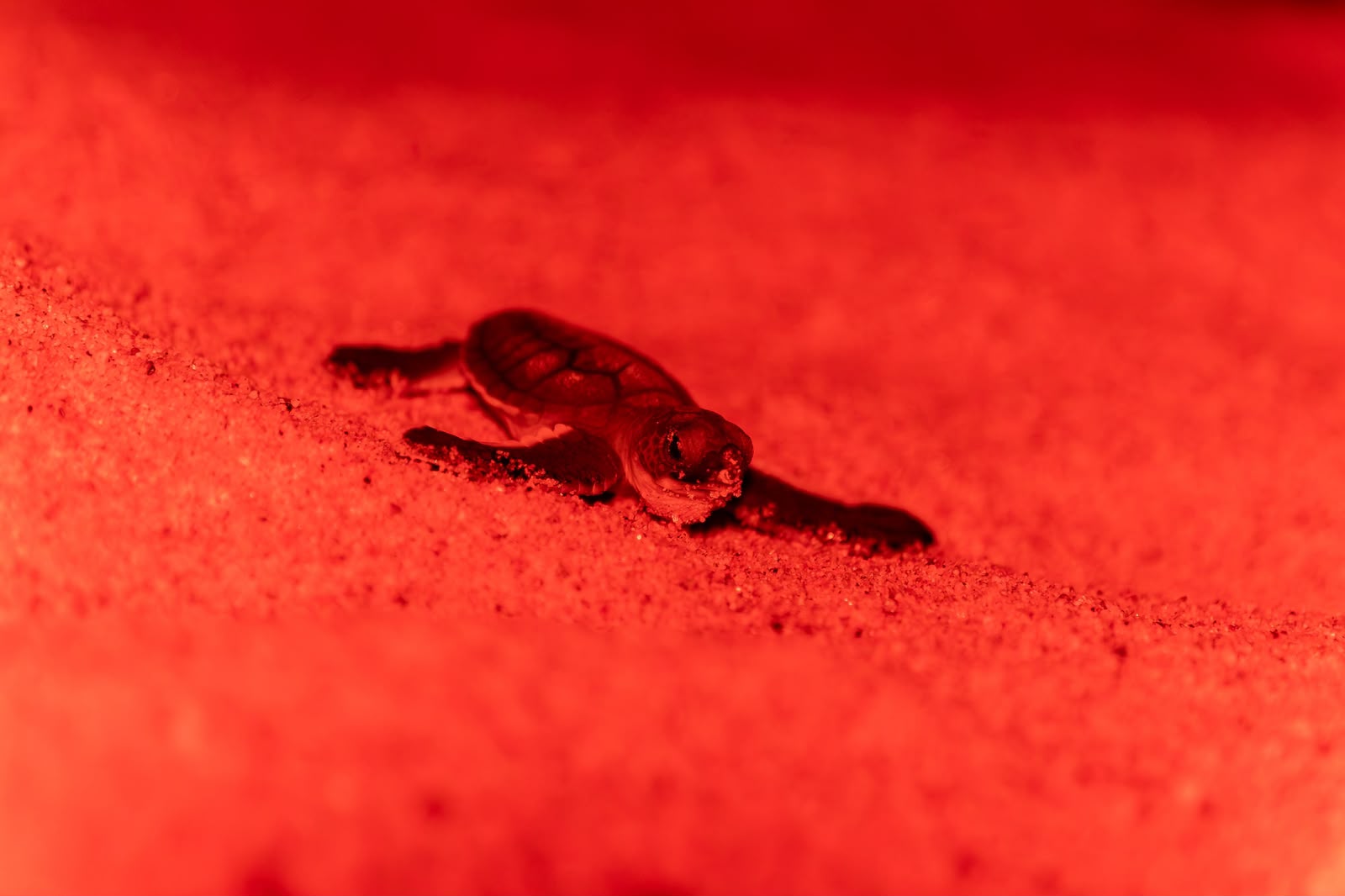 camptortugs6