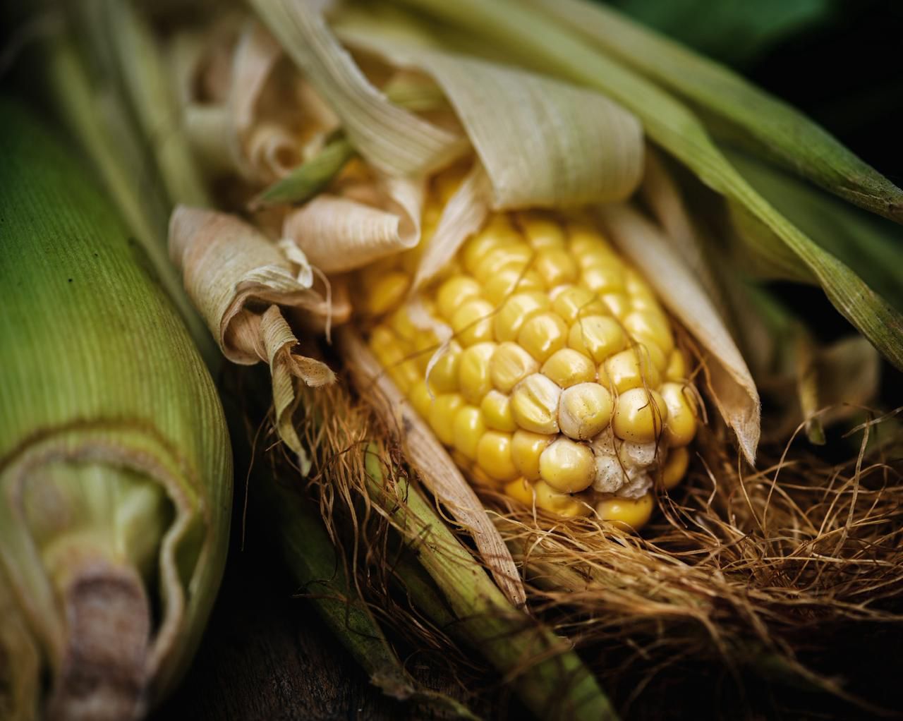 maiz2